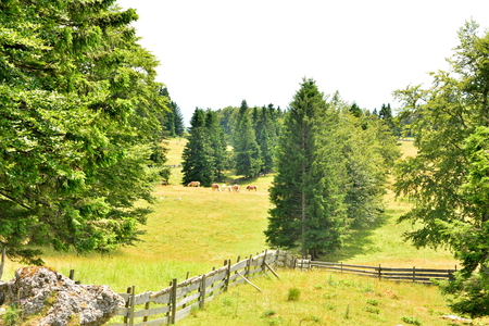 Planota Menina planina (2)